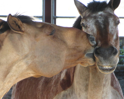 Museum Quality Photographic Art - Olin Kissing Major 10 x 8 inches (25.40 x 20.32 cm)