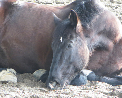 Museum Quality Photographic Art - Herd Boss Zeus Takes a Break 10 x 8 inches (25.40 x 20.32 cm)
