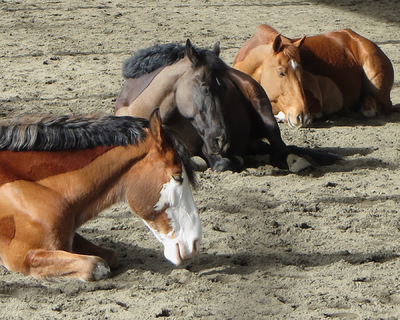Museum Quality Photographic Art - Diesel, Zeus, and Monty Napping 10 x 8 inches (25.40 x 20.32 cm)