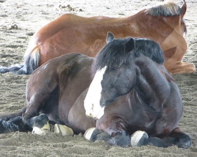 Museum Quality Photographic Art - Murphy and Diesel are the Youngest 10 x 8 inches (25.40 x 20.32 cm)