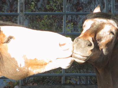 Museum Quality Photographic Art - Diesel Kisses Major 10 x 7.5 inches (25.40 x19.05 cm)
