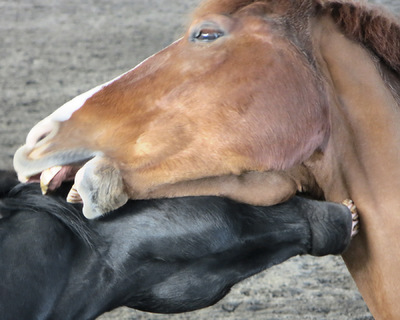 Museum Quality Photographic Art - Red Trusts his Friend Asher 10 x 8 inches (25.40 x 20.32 cm)