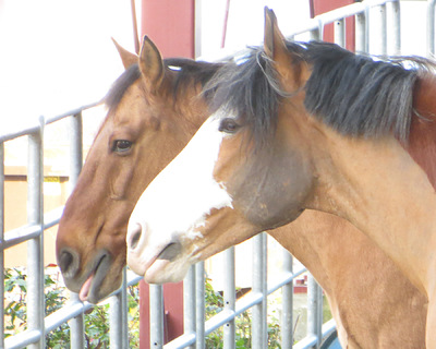 Museum Quality Photographic Art - Best Friends Olin and Diesel Consider Options 10 x 8 inches (25.40 x 20.32 cm)