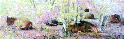 Museum Quality Photographic Art - Meadow 2015 56 x 18 inches (142.24 x 45.72 cm) Sized to fit above a headboard. Diesel, Asher, Major, Zeus, and Monty (left to right)