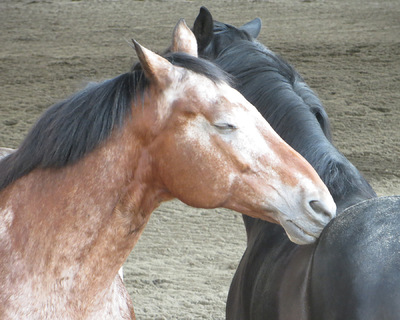 Museum Quality Photographic Art - Major Loves His Good Friend Asher 10 x 8 inches (25.40 x 20.32 cm)