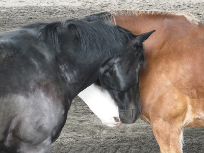 Museum Quality Photographic Art - Asher and Diesel Share a Moment 10 x 7.5 inches (25.40 x19.05 cm)