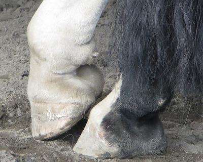Museum Quality Photographic Art - Murphy Demonstrates Third Position 10 x 8 inches (25.40 x 20.32 cm)