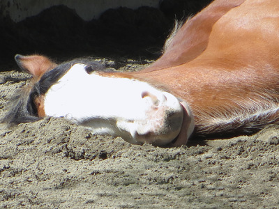 Museum Quality Photographic Art - Diesel Might Like a Pillow 10 x 7.5 inches (25.40 x19.05 cm)
