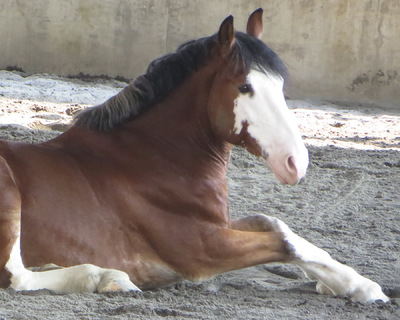 Museum Quality Photographic Art - Diesel Thinks About Getting Up 10 x 8 inches (25.40 x 20.32 cm)