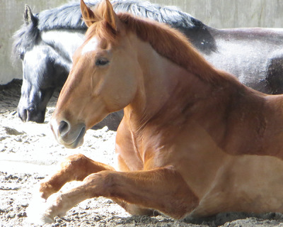 Museum Quality Photographic Art - Monty Waits For Me and Holds His Pose! 10 x 8 inches (25.40 x 20.32 cm)
