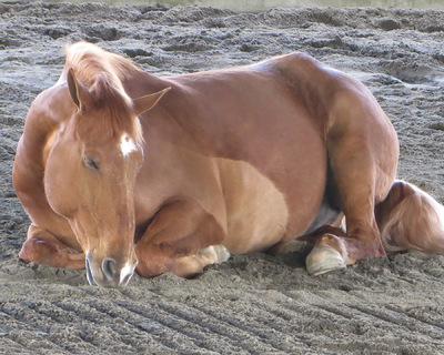 Museum Quality Photographic Art - Cant You Almost Hear Monty Purr? 10 x 8 inches (25.40 x 20.32 cm)