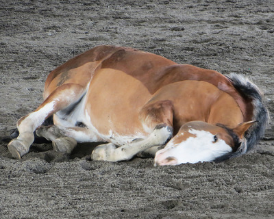 Museum Quality Photographic Art - Diesel Curls Up Cute 10 x 8 inches (25.40 x 20.32 cm)