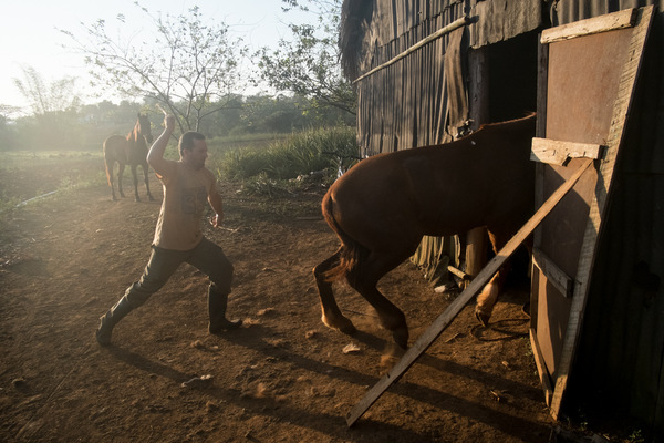Alexis Aubin - Rafael prépare ses chevaux à laube, pour une randonnée touristique à Vinales, patrimoine de lUNESCO.