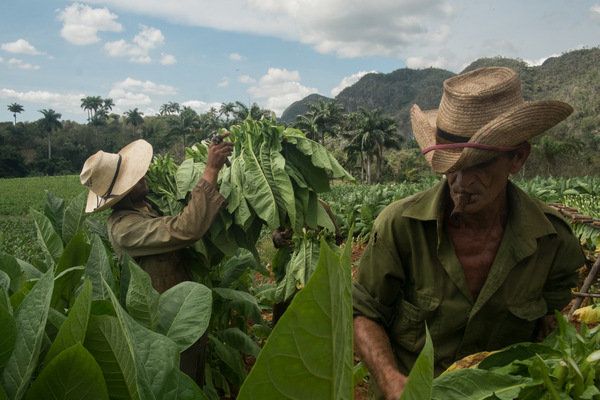Alexis Aubin - Le tabac est la principale production agricole cubaine et le produit le plus exporté. Les paysans doivent vendre 90% de leur récolte annuelle au gouvernement.