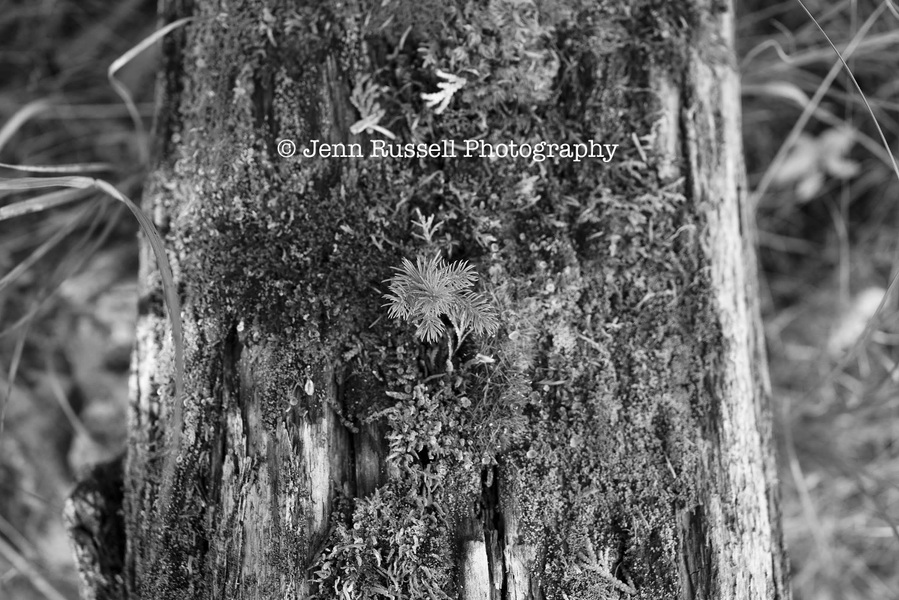 Jenn Russell Photography - 