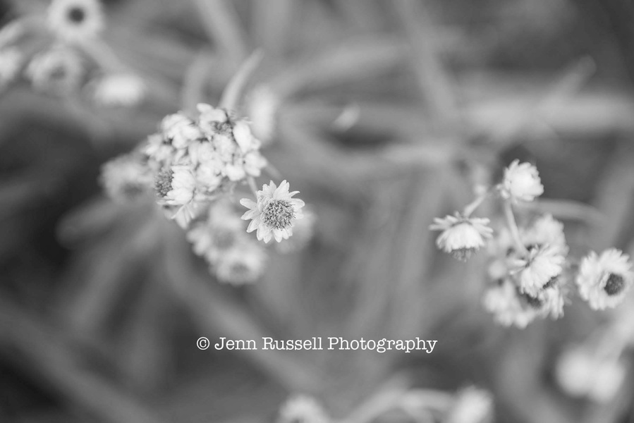 Jenn Russell Photography - 