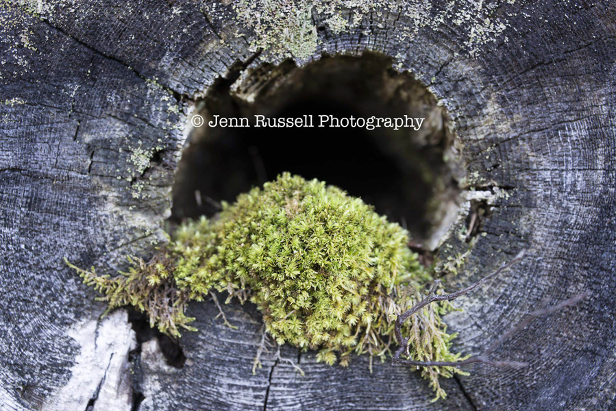 Jenn Russell Photography - 