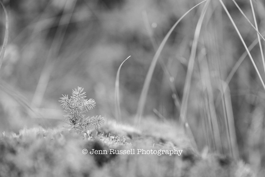 Jenn Russell Photography - 
