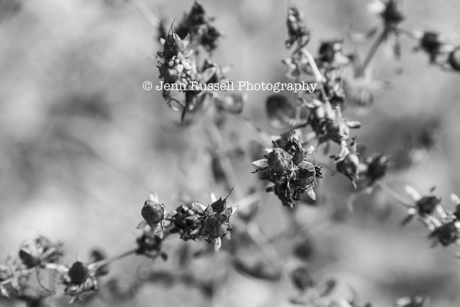 Jenn Russell Photography - 