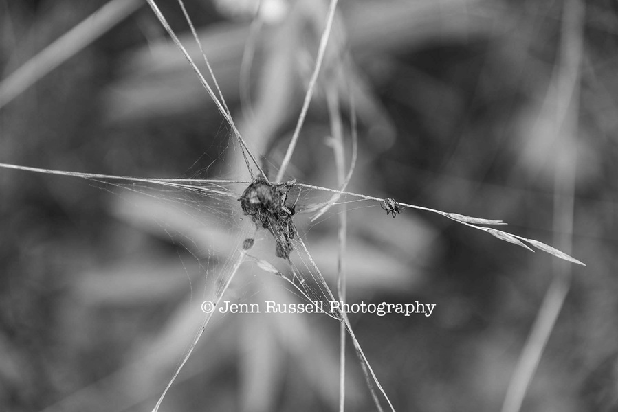 Jenn Russell Photography - 