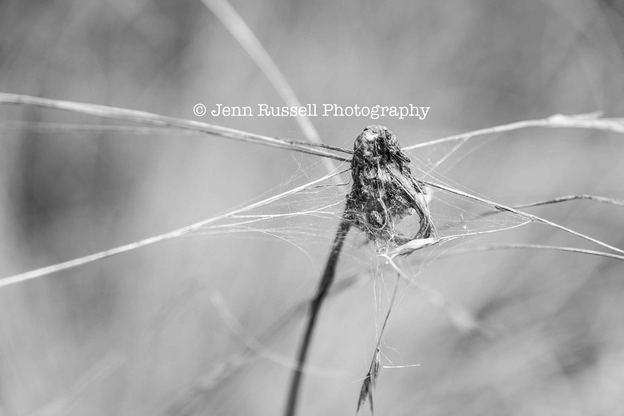 Jenn Russell Photography - 