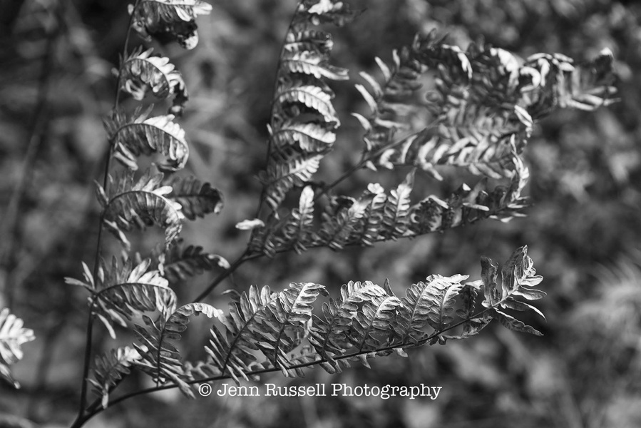 Jenn Russell Photography - 