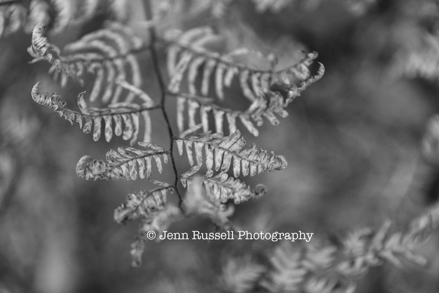 Jenn Russell Photography - 