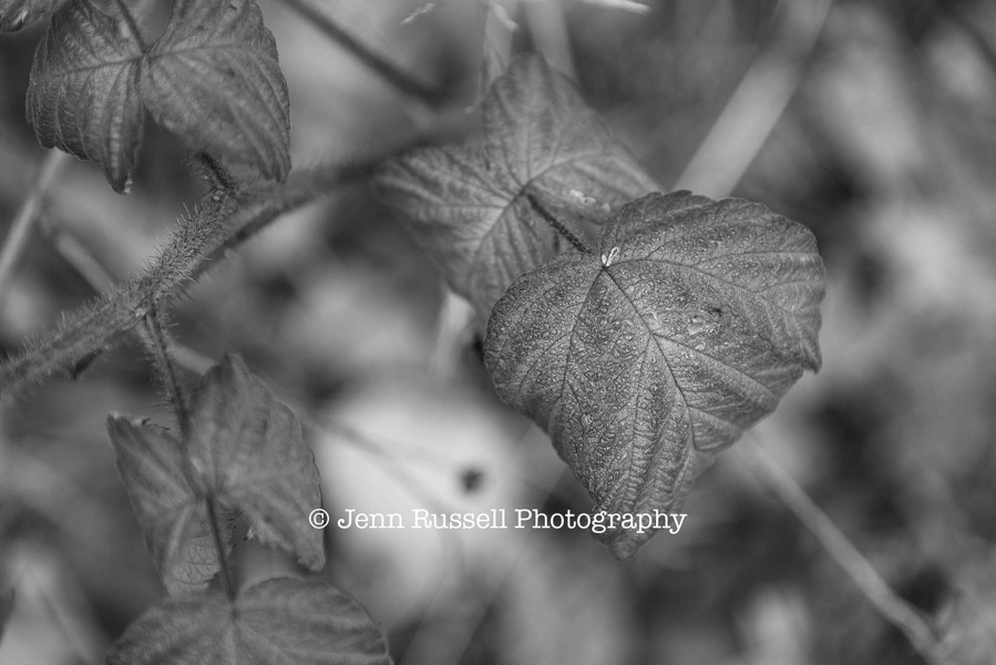 Jenn Russell Photography - 