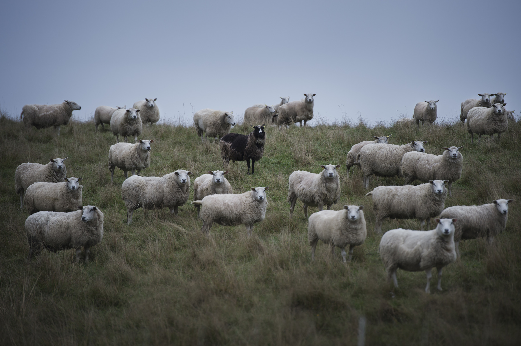 Photographer Anna Tärnhuvud - 