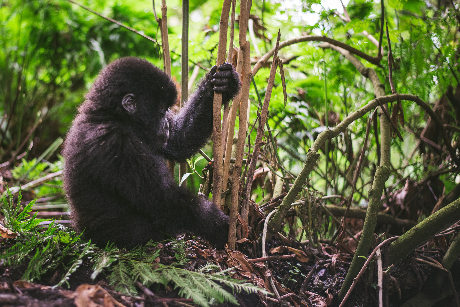 Julie Epp - Mountain Gorillas, Volcanoes National Park, Rwanda