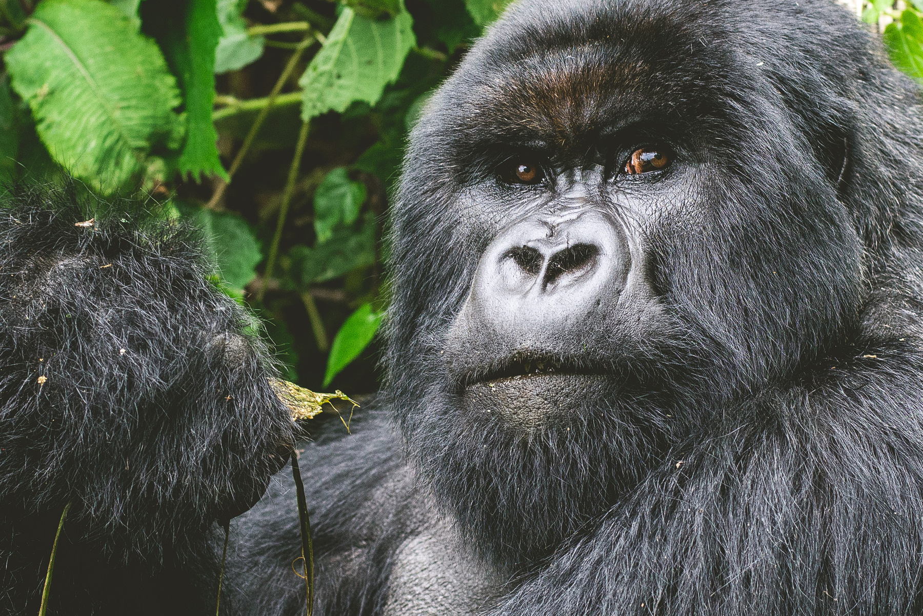 Julie Epp - Mountain Gorillas, Volcanoes National Park, Rwanda