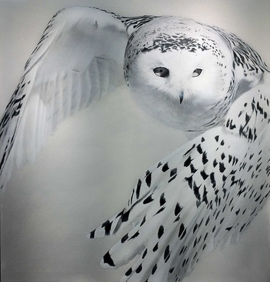 robert thibault - Harfang de neiges 122 cm x 122 cm