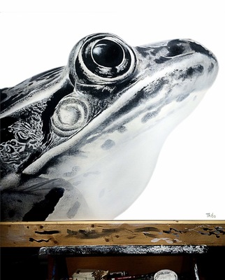 robert thibault - Grenouille 75cm x 90cm