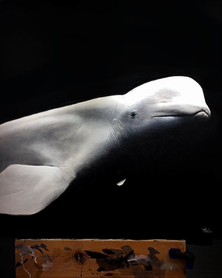 robert thibault - Béluga 92 cm x 92cm