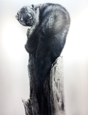 robert thibault -