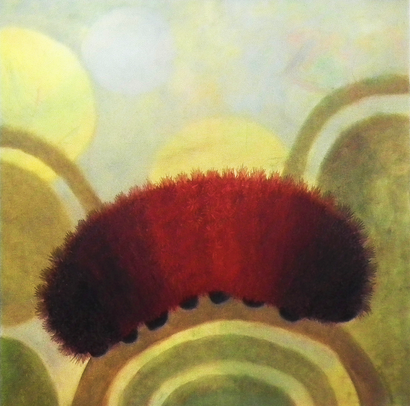 Mary Sundstrom - Wooly Bear Caterpillar 20x 20 oil on canvas. Float framed in gunmetal. $800 This piece will be displayed in April for the Wonderland Show at Higher Art Gallery in Traverse City for more info visit www.higherartgallery.com SOLD
