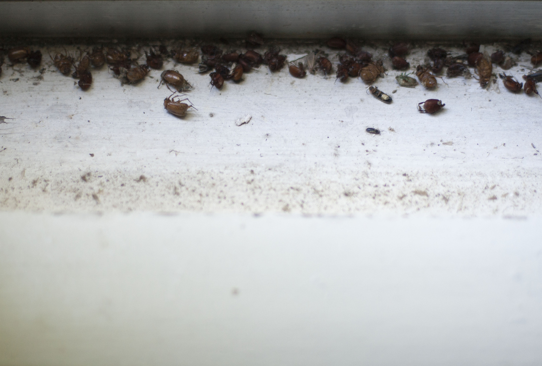 Jennifer Murray - Harbor Country 