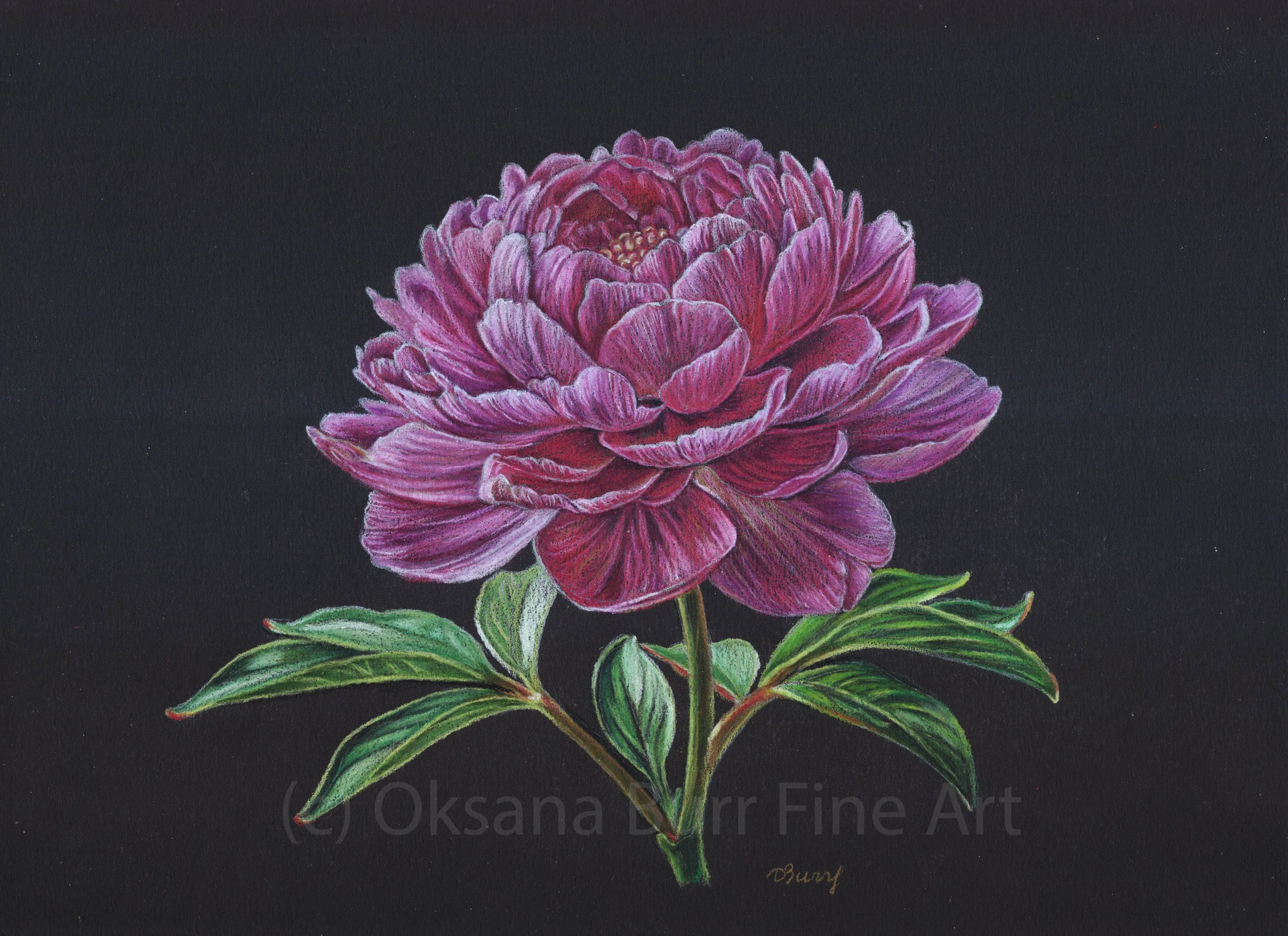 Colored Pencil