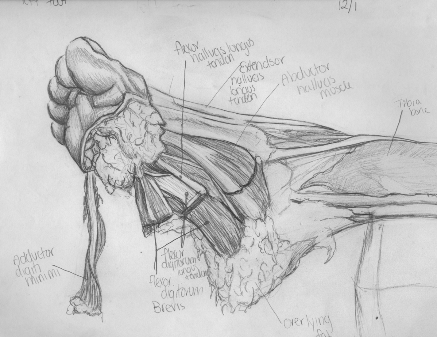 Anatomical Sketches