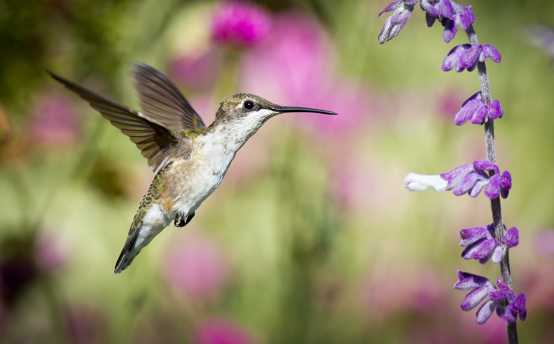 Hummingbirds