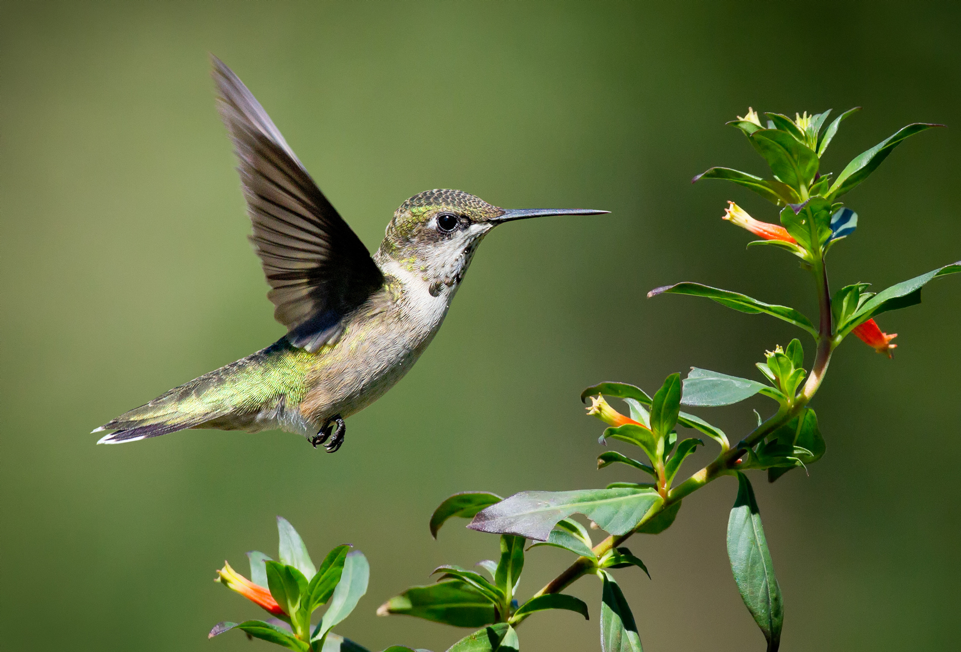 Hummingbirds