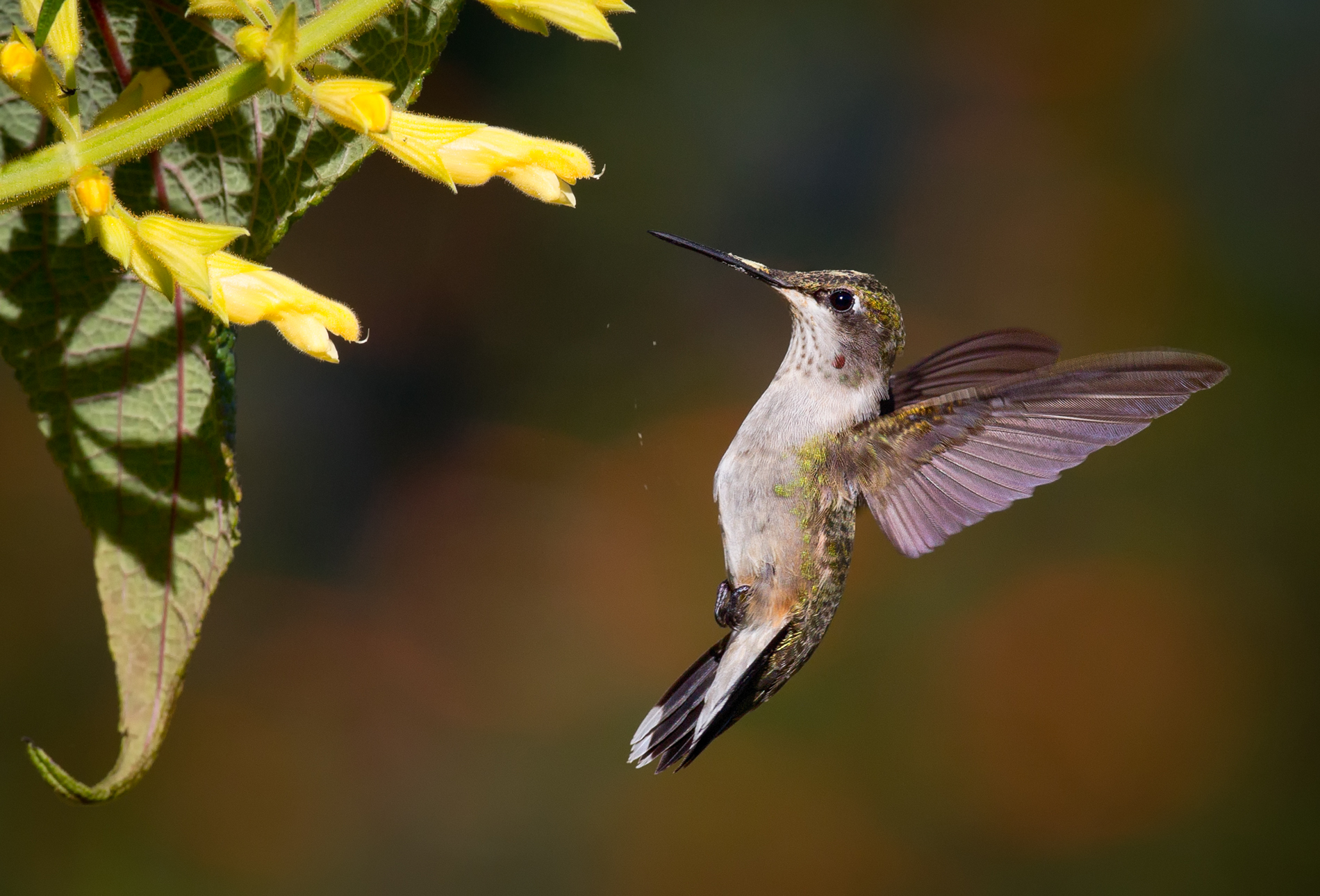 Hummingbirds